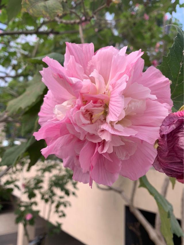 芙蓉花几月份开花,芙蓉树几年后开花(12个月对应的生辰花)