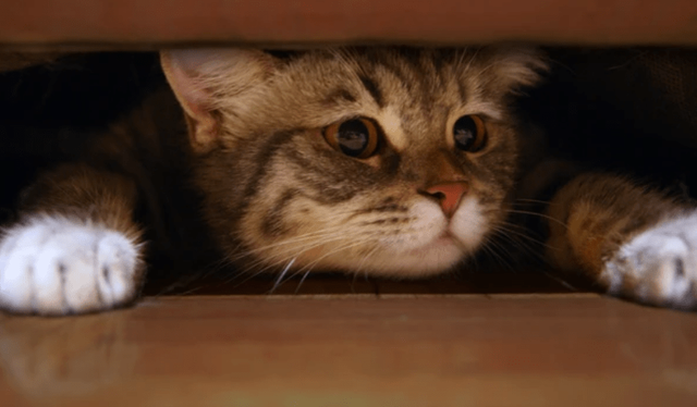 猫临死前最后一叫声代表什么，猫咪临死前的六个特殊征兆（其实是在向你“告别”）