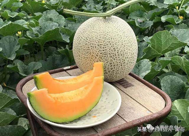 绿色的哈密瓜叫什么，绿色的哈密瓜叫什么名字（哈密瓜、蜜瓜、网纹瓜、香瓜、羊角蜜傻傻分不清）