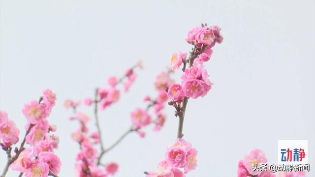桃花别称，桃花别称男生是玄都女生是红雨（我们一起学过的春风的古雅别称）