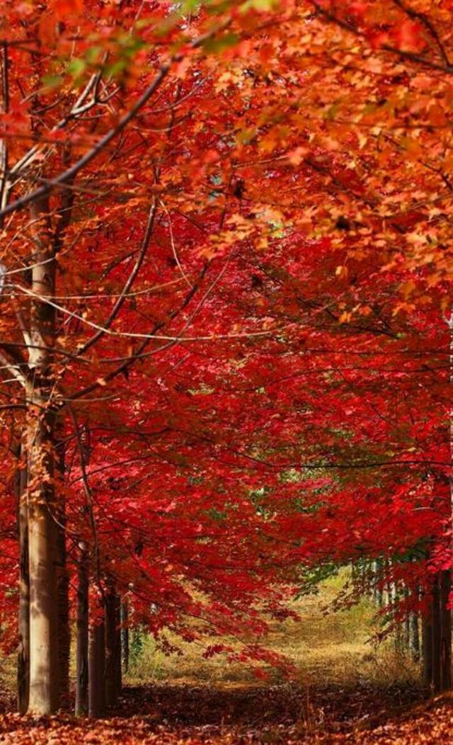 金秋送爽的句子，金秋送爽的祝福语（散文：金秋如诗）