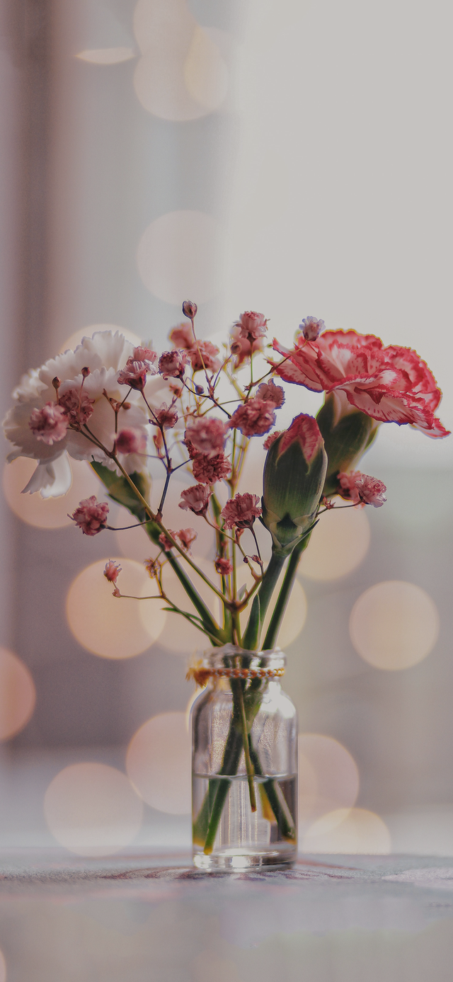 风景静物背景图|谢谢光临.，静物背景图片（花卉摄影壁纸图文解说）