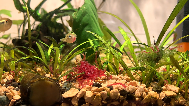 红虫是什么的幼虫，红虫是什么（臭水沟“红虫子”居然百元1斤）