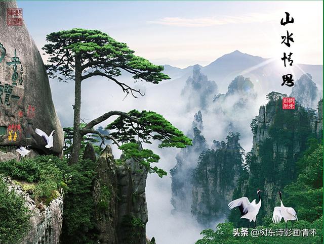 松树有什么象征与含义，松树象征的意义是什么（松在中华文化中象征着一种精神）