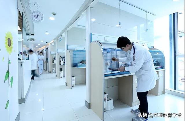 宠物医师资格证应该怎么考，宠物医师资格证应该怎么考的（2022猫猫狗狗的宠物行业最紧俏）