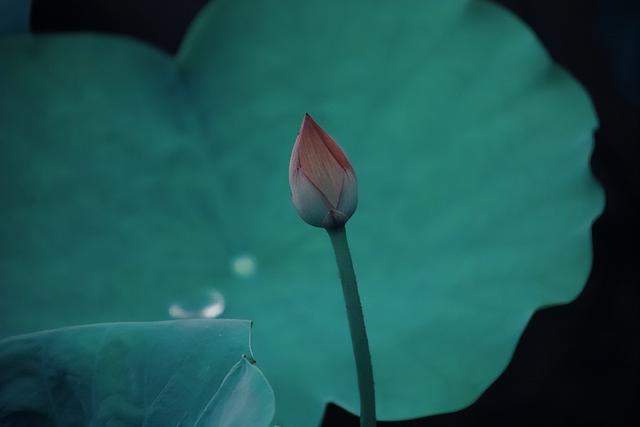 形容花漂亮唯美的诗句，形容花花草草非常优美的诗句（看盛夏最美丽的景象）