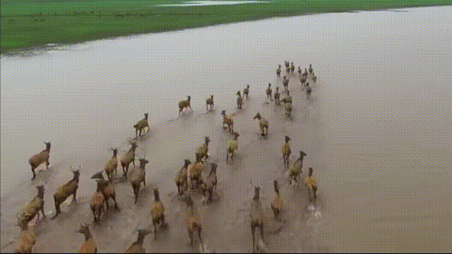 鹿血酒多少钱一瓶，鹿血酒一瓶500ml要多少钱（这是人们认为它是仙兽真正的原因）