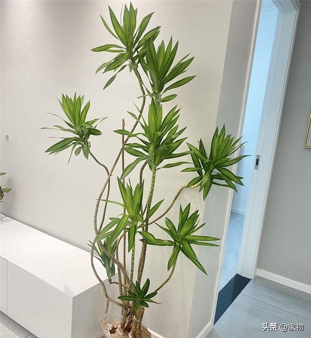 10种好看的鸟，这8种造型又漂亮又好养