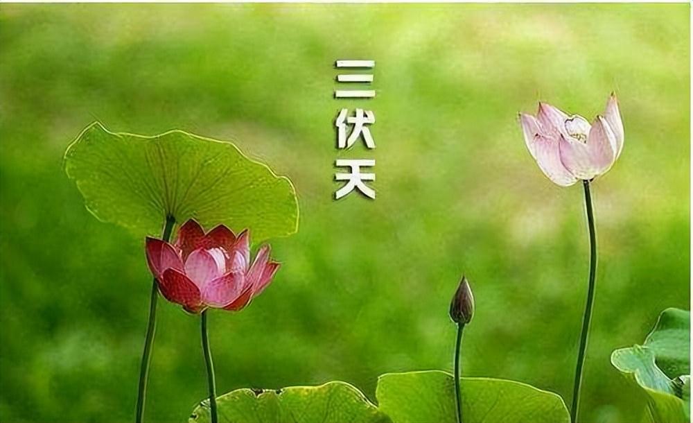 头伏饺子二伏面三伏吃什么？建议了解！