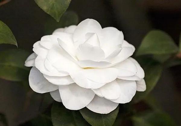 春天的花代表，春天的花代表什么（<一>君子兰、杜鹃、茶花、梅花、长寿花）