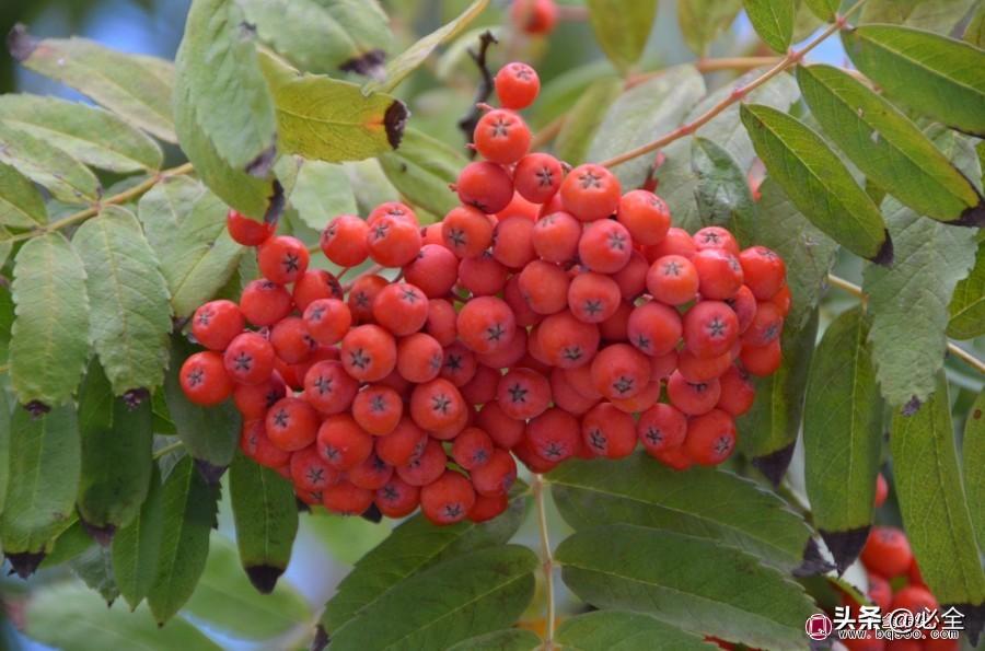 常见的观果树种按果实颜色可分为:红色:桃叶珊瑚,小檗,山楂,冬青,红果