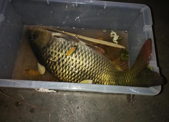 晚上死鱼的原因，阎王在招手”只是民间传说