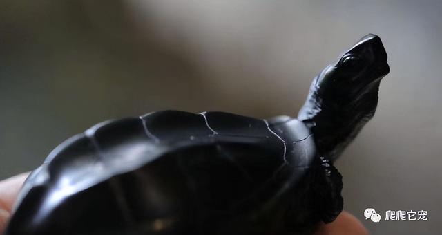 墨龟和草龟的区别，墨龟和草龟的区别图片（做一个有追求的养龟人）