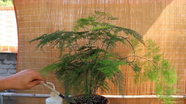 文竹的养殖方法和注意事项，文竹的养殖方法和注意事项有哪些（要让文竹“翠绿旺盛”）