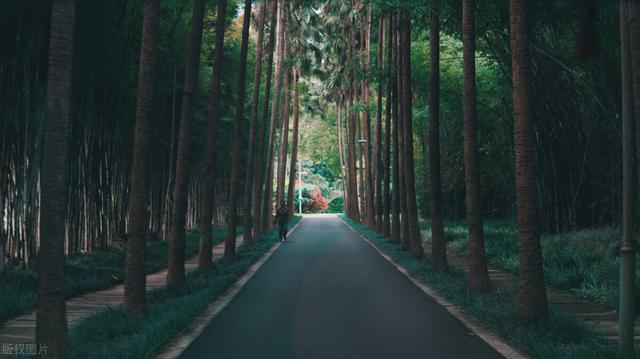 西双版纳旅游景点，西双版纳旅游景点先后顺序（必去的五个地方）