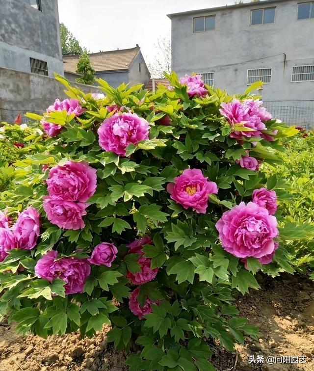 牡丹什么季节开花，菊花什么季节开花（种在花盆里的牡丹花，能养活吗）