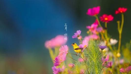 形容春暖花开的古诗词，关于春暖花开的诗句有哪些（从古诗词里走来）