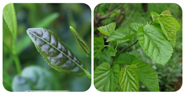 野菜的种类，野菜的种类名称及图片（120种野菜介绍）