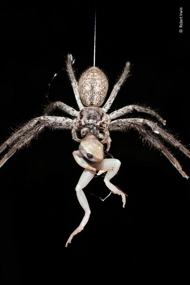 欧美吴彦祖，微信头像，欧美吴彦祖（2018年度最佳野生动物摄影作品图集）