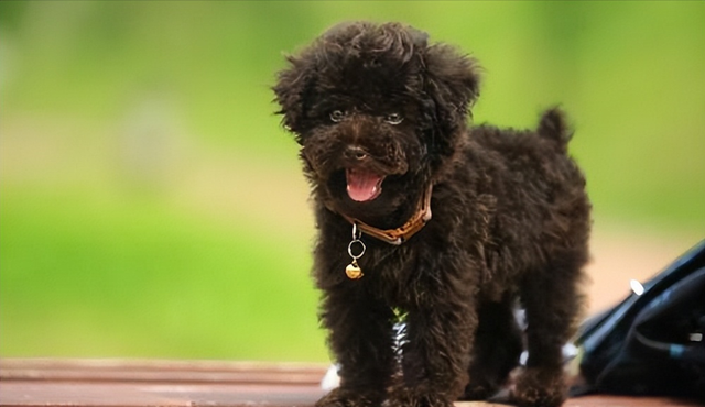 標準貴賓犬是小型犬還是中型犬,標準貴賓犬是小型犬還是中型犬呢(貴賓