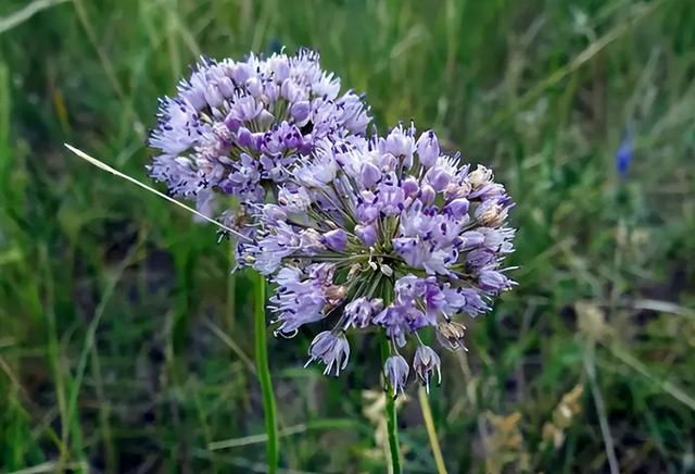 山韭菜（野生山韭菜，晒干200元每斤（野生山韭菜图片）