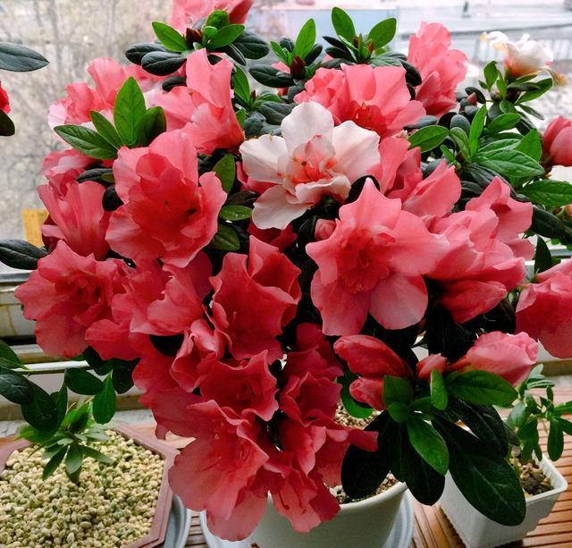 红杜鹃的栽培方法红杜鹃的养护技术 红杜鹃怎么养植，红杜鹃的栽培方法红杜鹃的养护技术（简单“3招”）