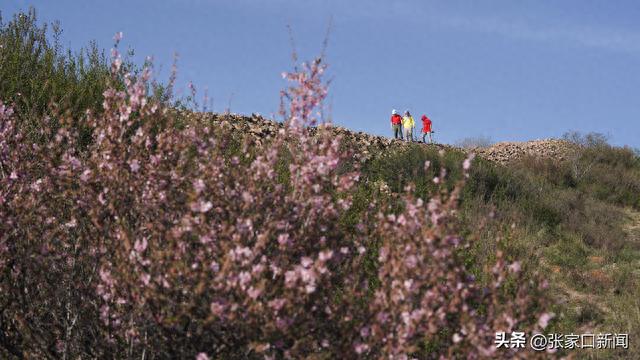 多图直击｜张家口桥东：打卡长城看花开