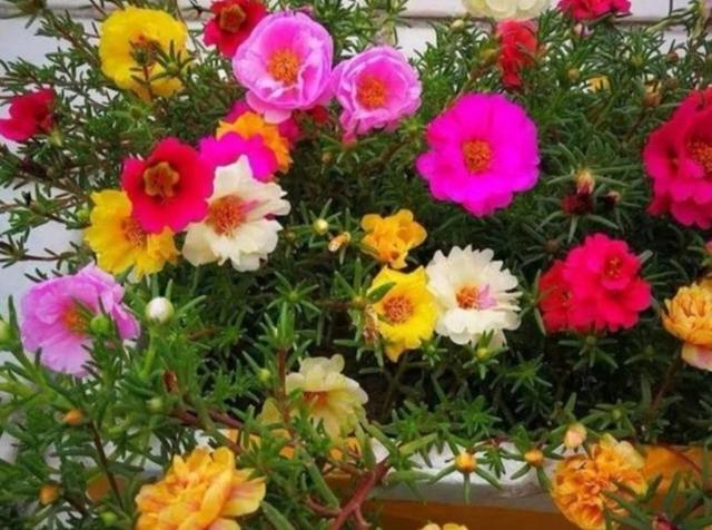 太阳花怎样养护才开花多，掌握3个“技巧”