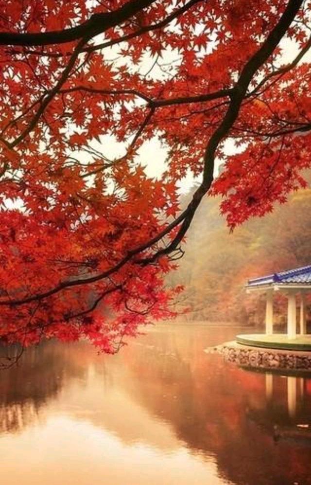 金秋送爽的句子，金秋送爽的祝福语（散文：金秋如诗）