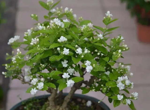 最香的花排名第一名，中国十大最香的花排名（最香的“5种花”）