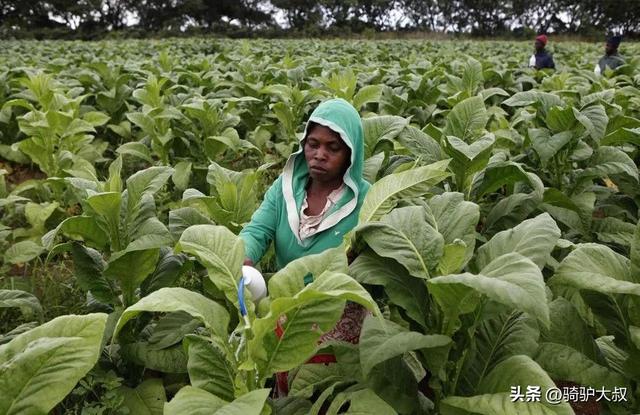非洲最富有的国家，非洲富裕的国家排名（最穷国家津巴布韦）