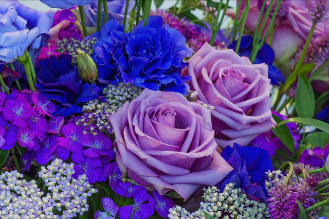 什么是石竹梅花，一花一欢喜