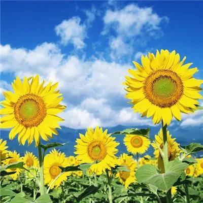 向日葵长什么样，向日葵的茎是什么样的（分享图片，生机勃勃的向日葵）