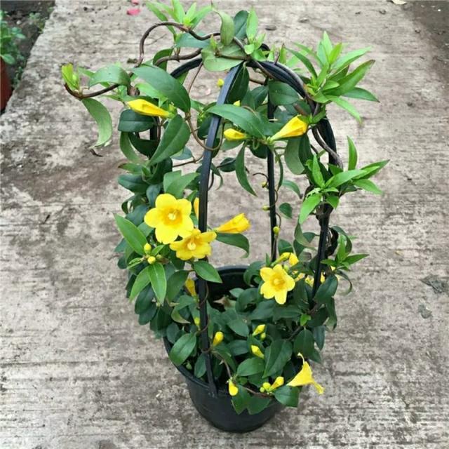 有毒的花有哪些，世界上有毒的花都有哪些（8种“剧毒花”）