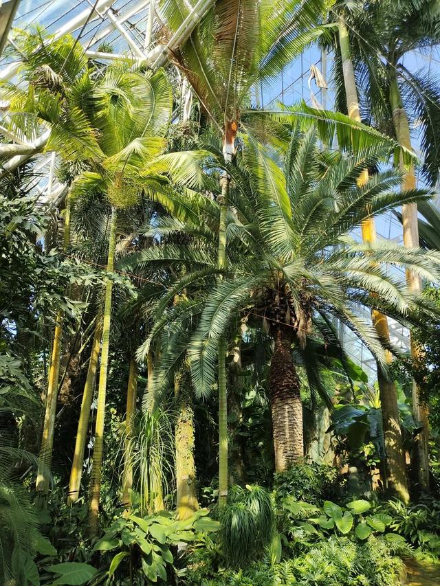 天津热带植物园，天津周边一年四季26度旅游景点（泰达热带植物园五一开园啦）