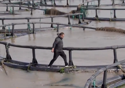 卖金鱼好赚吗，金鱼生意怎么样（别人不支持他偏要瞎折腾）