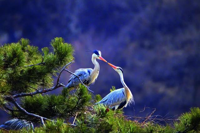 蓝桉的另一半情侣网名，蓝桉树红嘴蓝鹊微信昵称（跟着“鸟王爷”去观鸟）