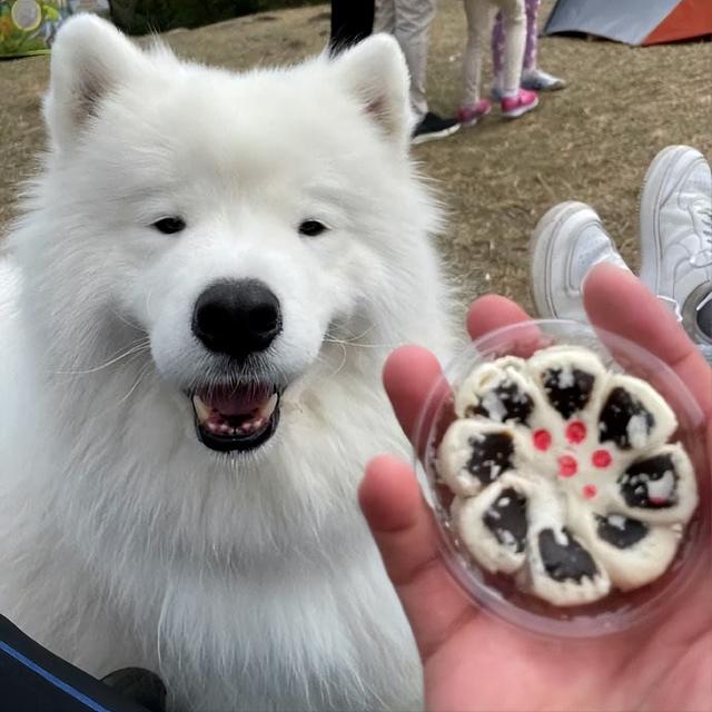 萨摩耶一生认几个主人，萨摩耶一生会认几个主人（哪个是你“弃养”的理由）