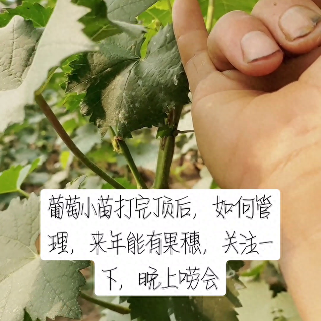 盆栽葡萄种植技术视频，盆栽葡萄的种植技术详细教程（，葡萄小苗如何管理来年有花穗，#了解种植技术点红心关注）