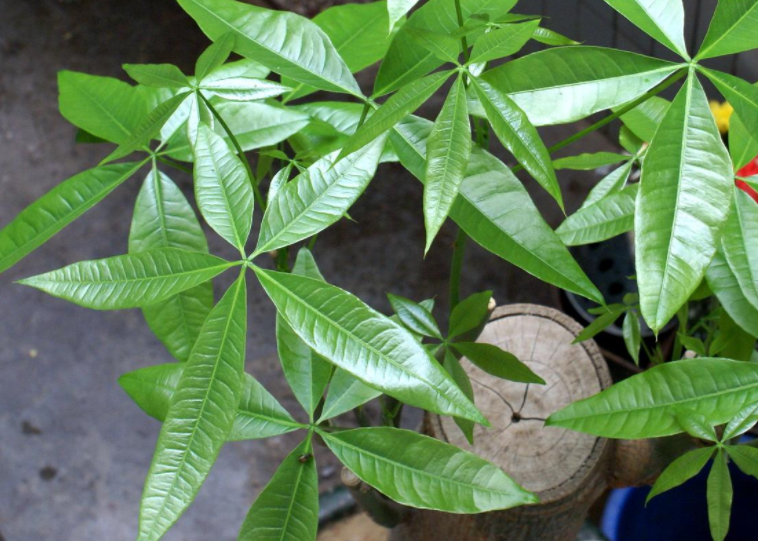 马齿苋多少钱一棵，马齿苋药材价格（堪称“死不了”）