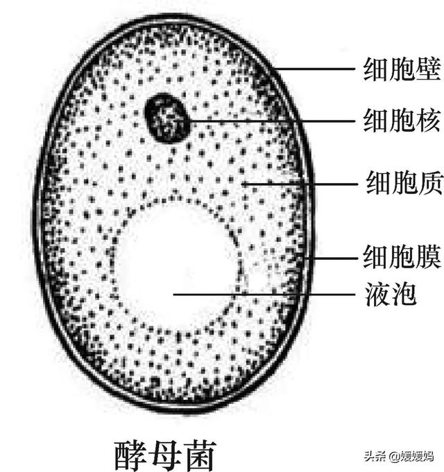 草履虫的结构，草履虫的结构层次模式图（应考技巧丨初中生物识图题常用结构示意图）