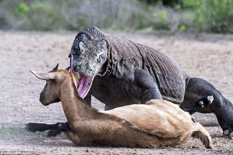 纪录片中的科莫多巨蜥嘴边往往挂着恶心的口水,这口水里就生活着