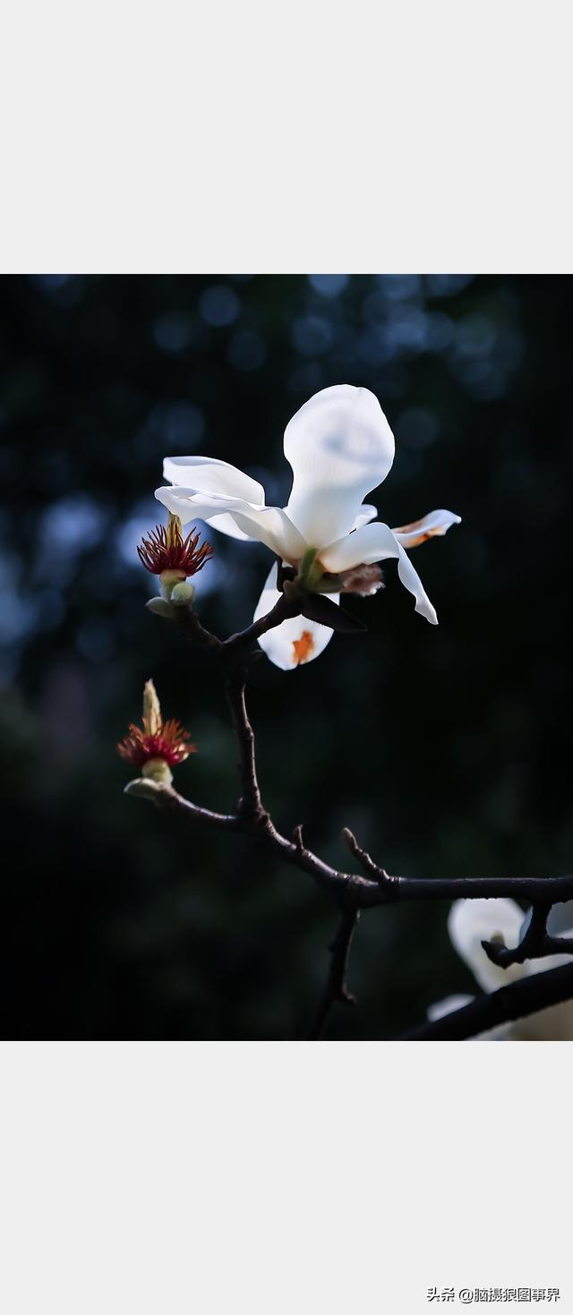 浪漫之花朵，一朵鲜花的浪漫（实拍26张玉兰花的照片图片）