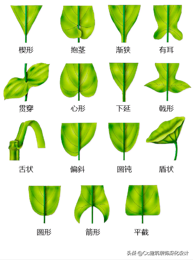 平行脉的主要分类，平行脉的叶子有哪些（超全植物形态图解——珍藏版）