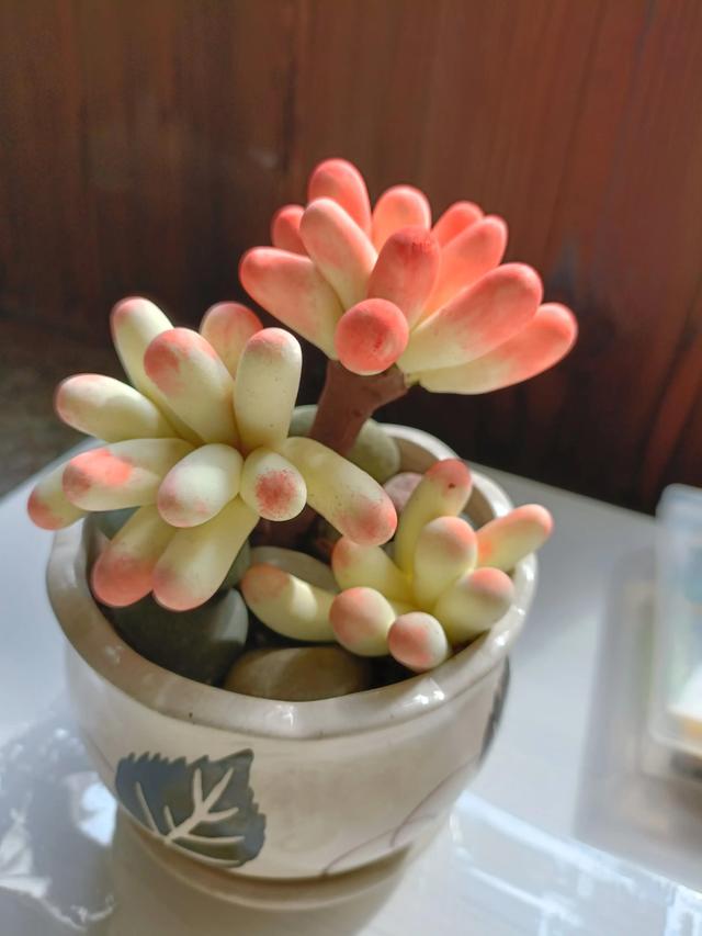 超轻粘土花朵教程，超轻粘土花朵教程图片小班（手工制作超轻粘土小物品）