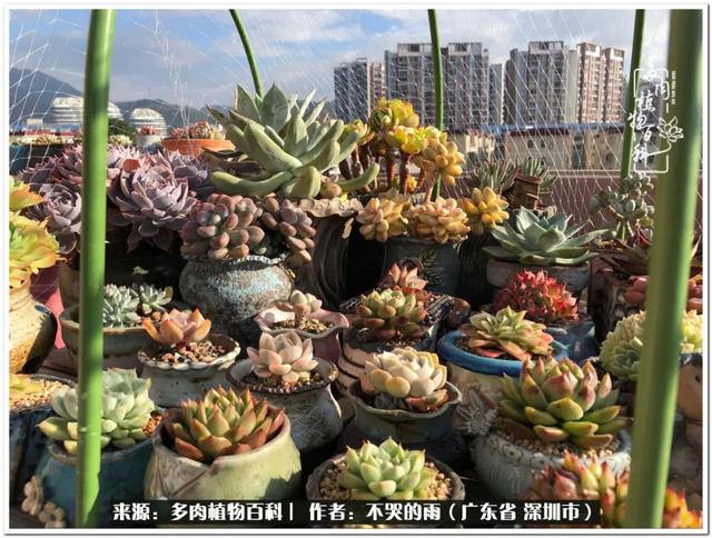 彩虹糖的梦 金娃娃，娃娃音适合唱哪些歌（愿2022心中有盼）