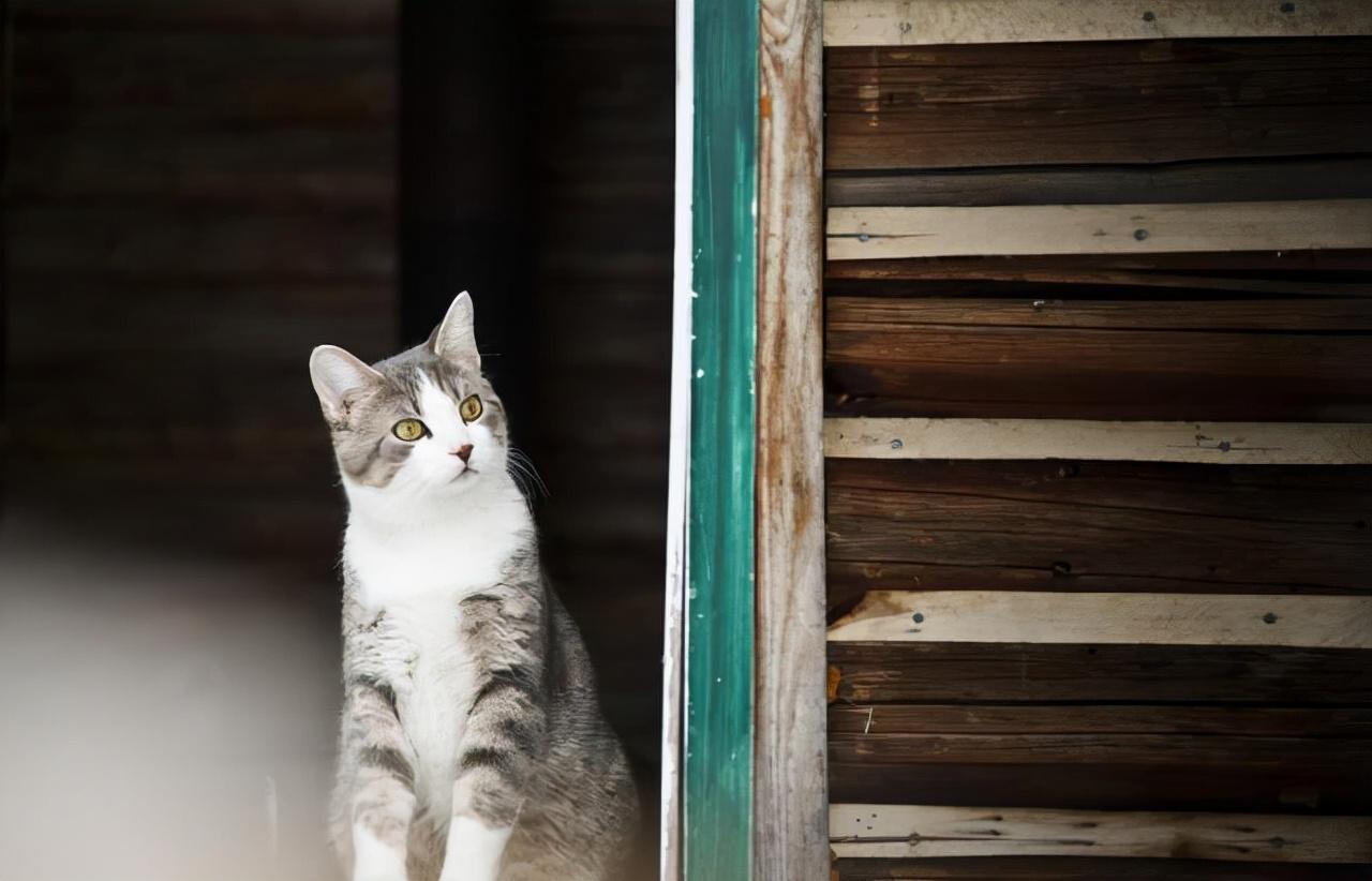 小猫多久会忘记猫妈妈(猫咪被暴打后屎都出来了的视频)插图