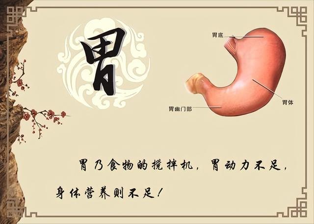 怎么样才能养胃，要怎么样养胃（饮食习惯有什么需要注意的）