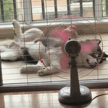 狗狗趴在我身上很快就能睡着，狗狗趴在我身上很快就能睡着为什么（真的是因为爱你吗）