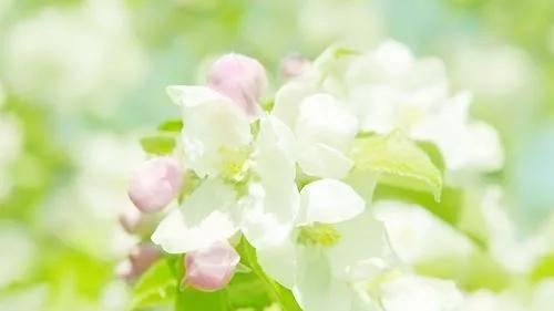 如何画简单好看的桃花，如何画简单好看的桃花图（分享图片：手绘桃花）